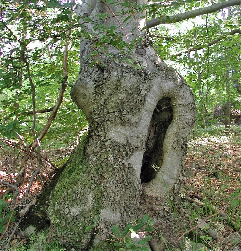 pepajs.cz